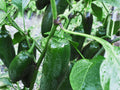 Early Jalapeno Pepper Seeds – 25 Count, Medium Heat Salsa Type, Green to Red, Capsicum annuum