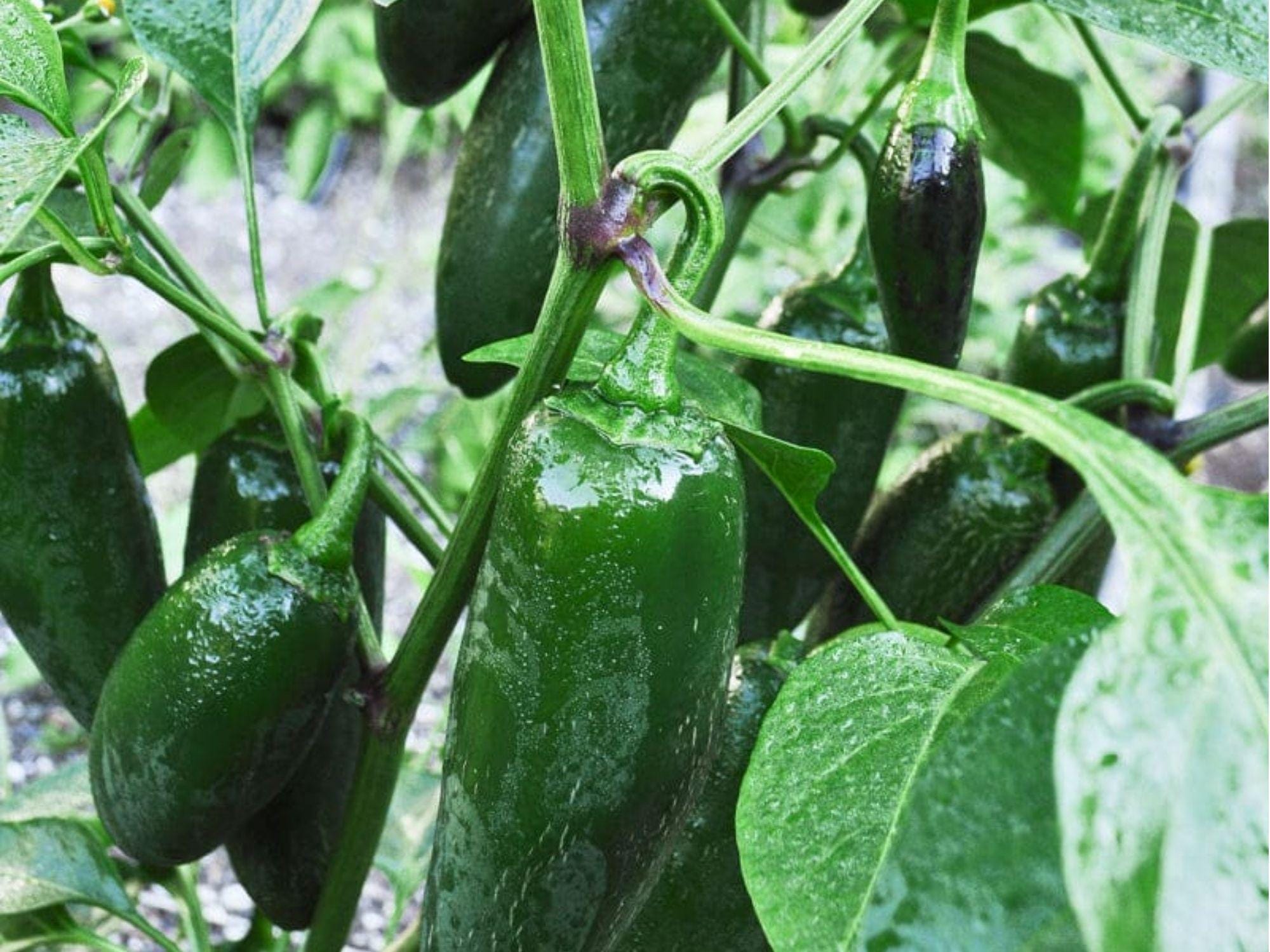Early Jalapeno Pepper Seeds – 25 Count, Medium Heat Salsa Type, Green to Red, Capsicum annuum
