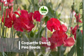 Coquette Sweet Pea Seeds – Pink and Cream Climbing Vine for Gardens, Cut Flowers, and Vertical Gardening – Lathyrus odoratus