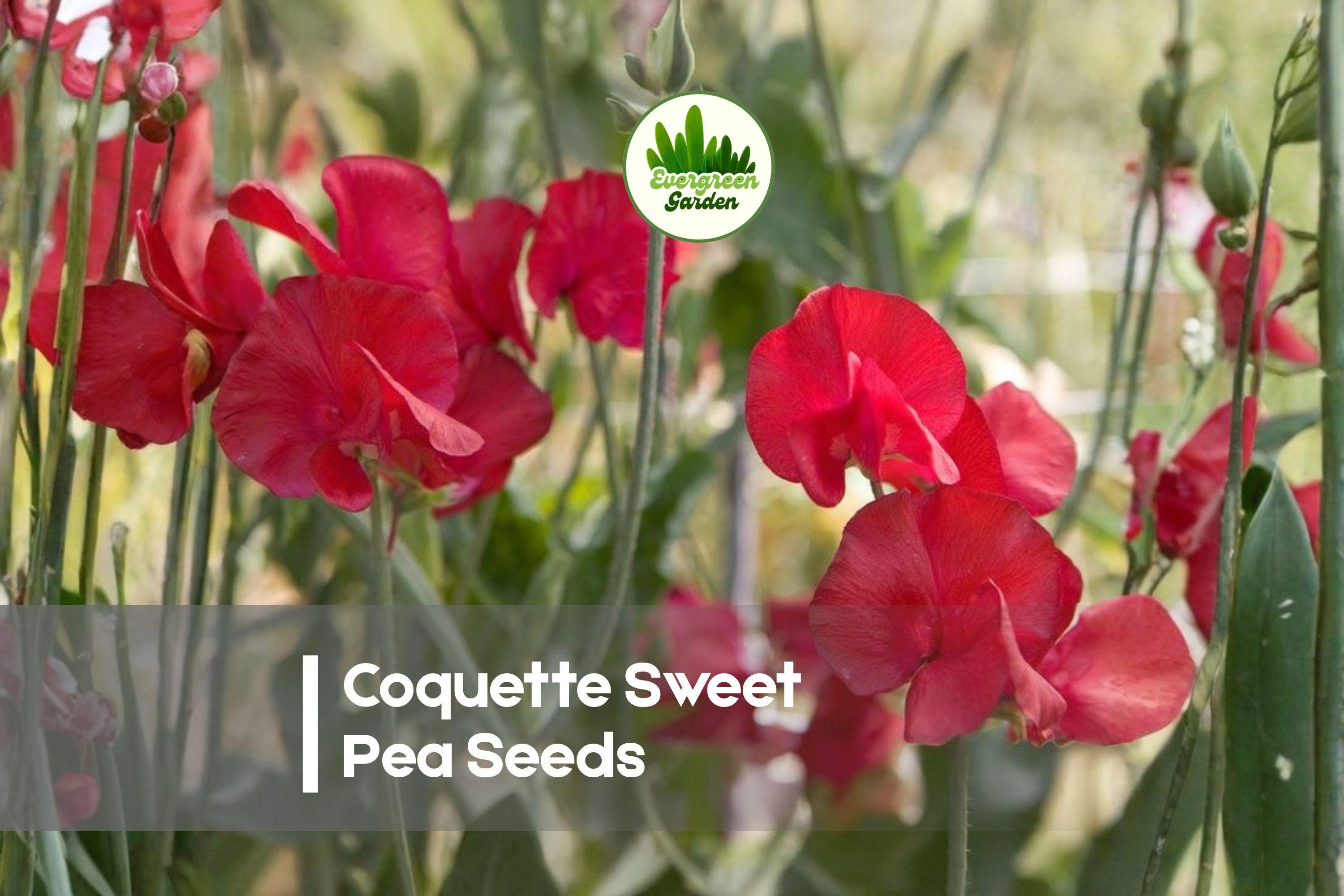 Coquette Sweet Pea Seeds – Pink and Cream Climbing Vine for Gardens, Cut Flowers, and Vertical Gardening – Lathyrus odoratus