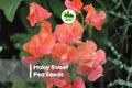 Maloy Sweet Pea Seeds – Deep Purple Fragrant Climbing Vine, Lathyrus odoratus, 50 Seeds for Trellises, Arches & Cut Flowers
