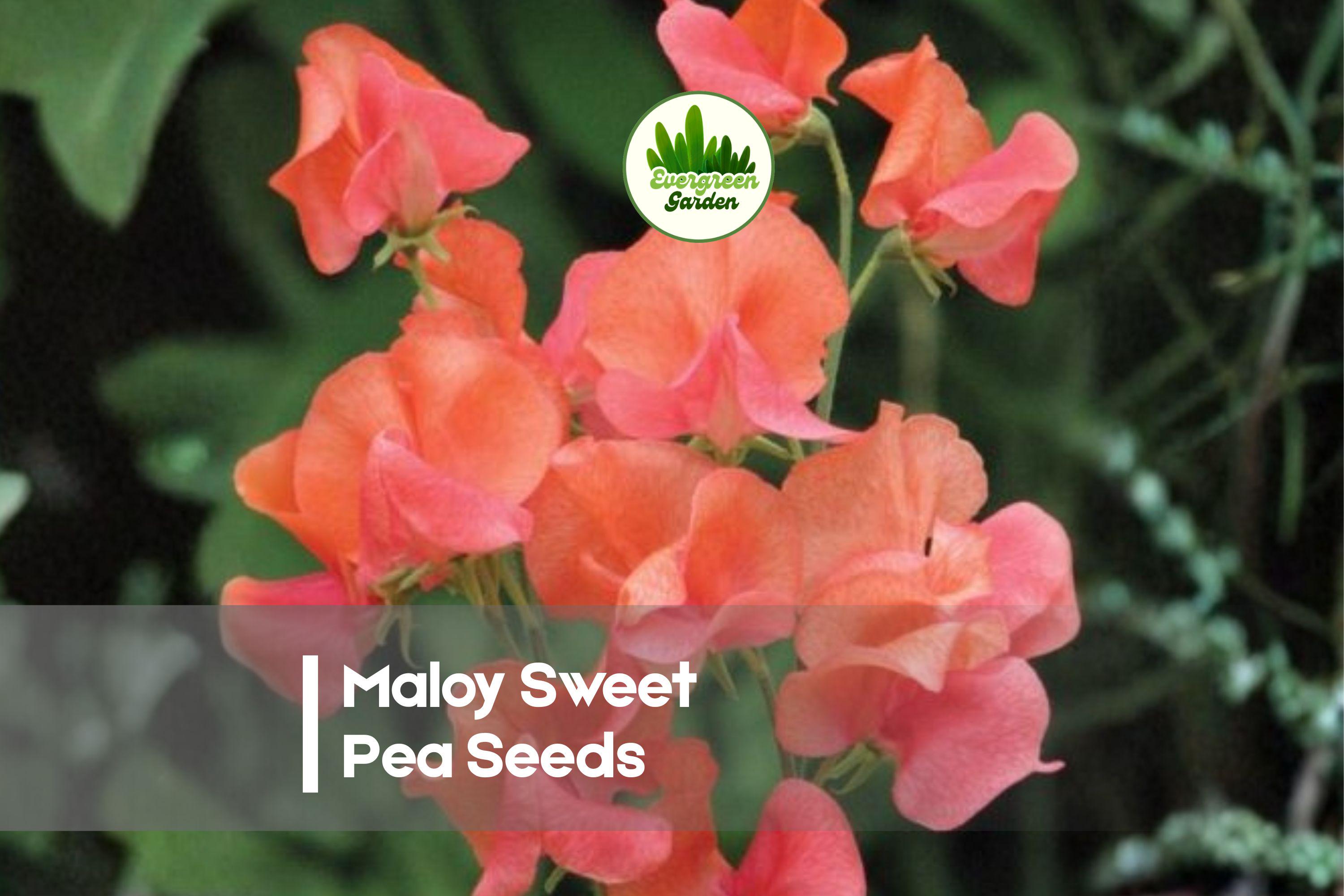 Maloy Sweet Pea Seeds – Deep Purple Fragrant Climbing Vine, Lathyrus odoratus, 50 Seeds for Trellises, Arches & Cut Flowers