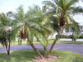Phoenix Roebelenii Palm Seeds | Dwarf Pygmy Date Palm | Sabal palmetto Native Plant Seeds