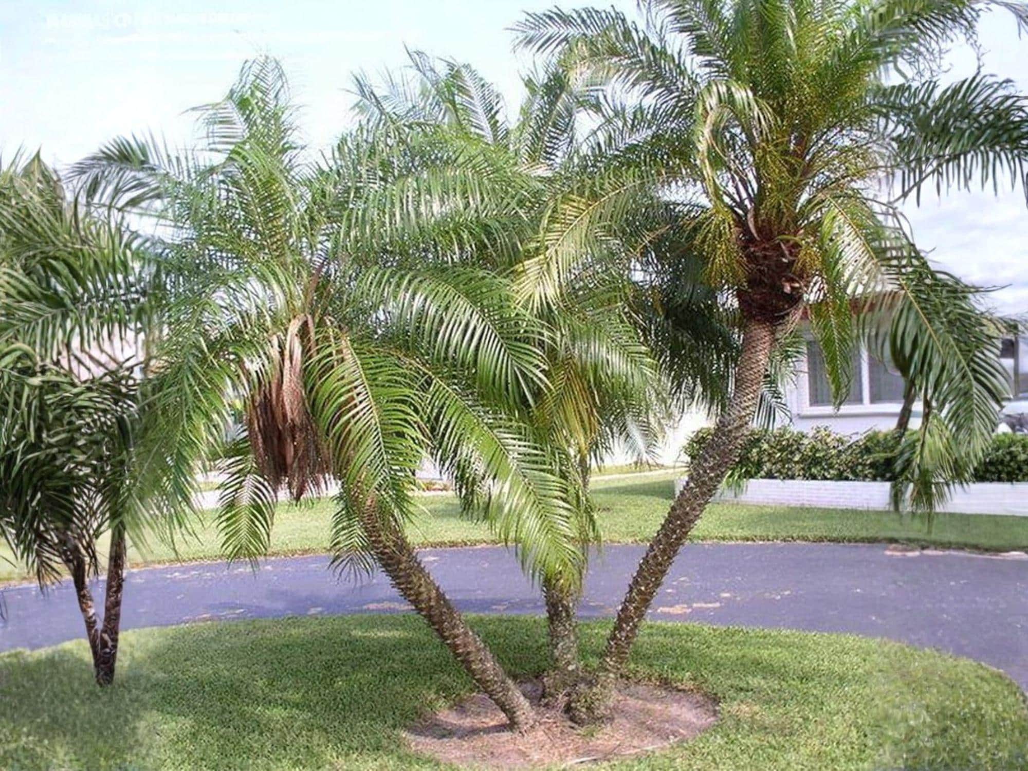 Phoenix Roebelenii Palm Seeds | Dwarf Pygmy Date Palm | Sabal palmetto Native Plant Seeds