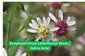 Symphyotrichum Lateriflorum Seeds | Calico Aster Perennial Wildflower for Pollinators, Native Garden Plant