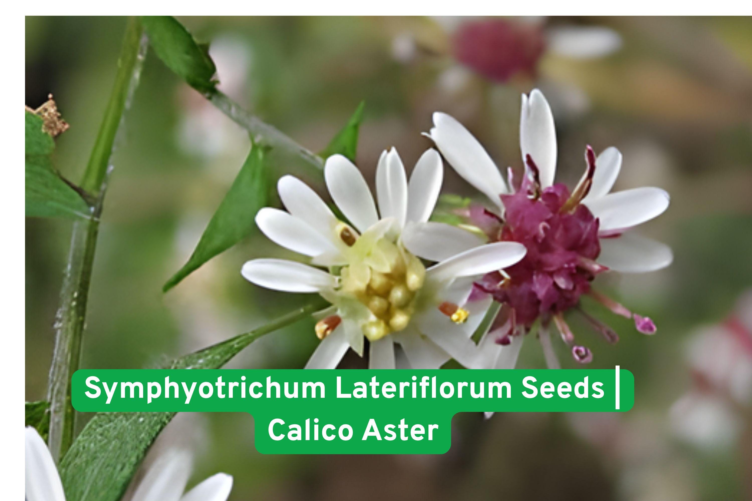 Symphyotrichum Lateriflorum Seeds | Calico Aster Perennial Wildflower for Pollinators, Native Garden Plant
