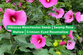 Hibiscus Moscheutos Seeds | Swamp Rose Mallow | Native Perennial Flower for Wet Areas & Pollinators