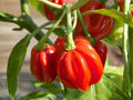 Red Scotch Bonnet Pepper Seeds – 25 Caribbean Hot Chili Seeds for Spicy Cooking, Jerk, Hot Sauce, Tropical Garden