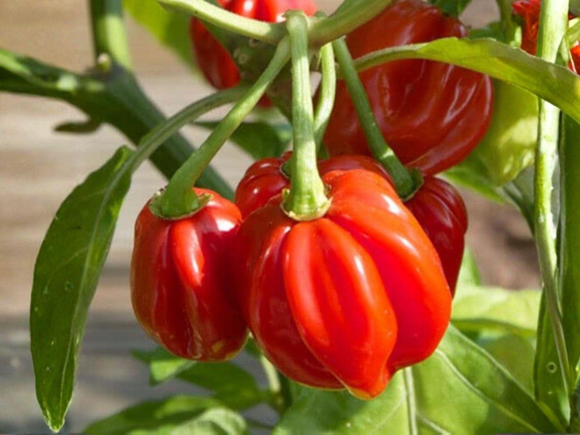 Red Scotch Bonnet Pepper Seeds – 25 Caribbean Hot Chili Seeds for Spicy Cooking, Jerk, Hot Sauce, Tropical Garden