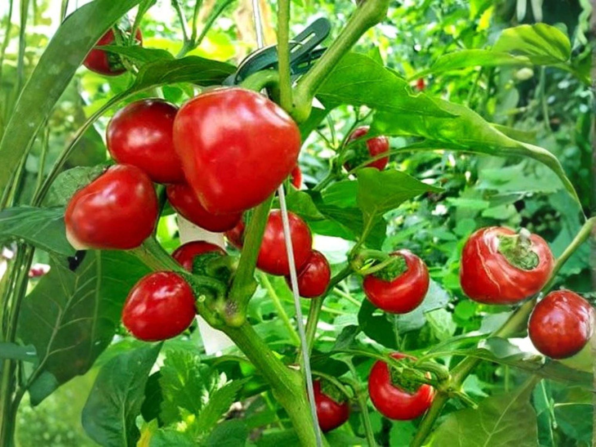 Large Cherry Hot Pepper Seeds – Heirloom Red Chili for Stuffing & Pickling, Capsicum annuum