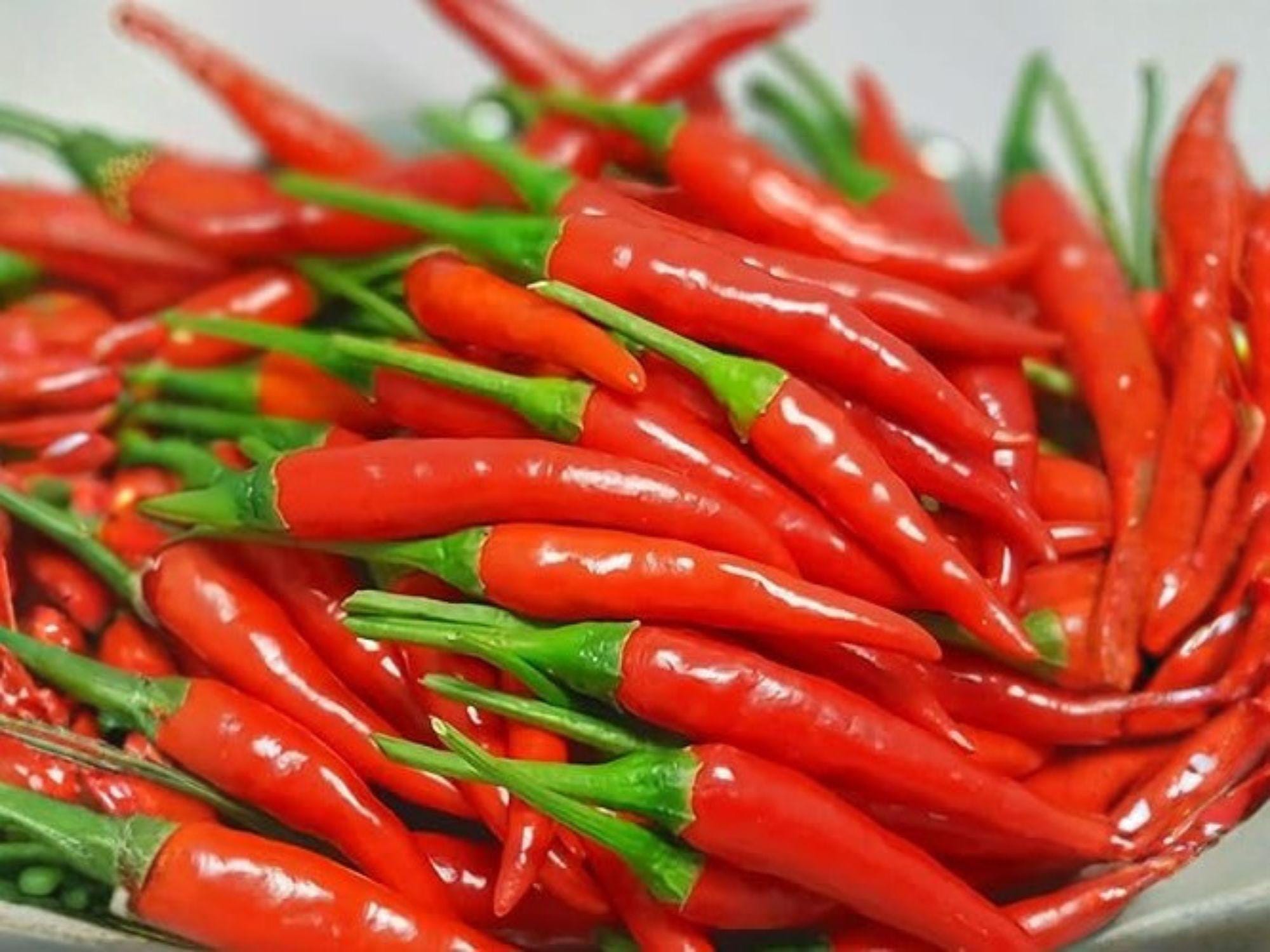 Thai Hot Pepper Seeds – 25 Capsicum frutescens, Asian Heat, Small Slender Chili, Hot Pepper for Cooking & Container Gardening