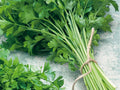 Italian Giant Parsley Seeds – Flat-Leaf Culinary Herb, Heirloom, Non-GMO, Petroselinum crispum