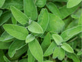 Broadleaf Sage Seeds | Heirloom, Non-GMO, Culinary & Medicinal Herb (Salvia officinalis) | Perennial Herb for Garden & Cooking