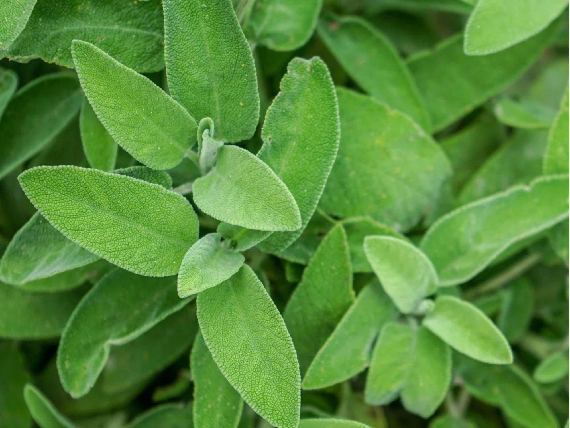 Broadleaf Sage Seeds | Heirloom, Non-GMO, Culinary & Medicinal Herb (Salvia officinalis) | Perennial Herb for Garden & Cooking