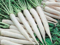 Japanese Minowase Daikon Radish Seeds – Heirloom Long White Vegetable, Cool-Season, 100 Seeds