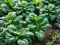 Bloomsdale Long Standing Spinach Seeds – Heirloom Savoy Garden Vegetable, Dark Green Crinkled Leaves, Slow Bolting, 100 Seeds