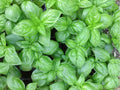 Genovese Basil Seeds – 500 Heirloom Non-GMO Italian Culinary Herb (Ocimum basilicum) for Pesto & Cooking