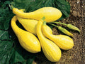Heirloom Crookneck Squash Seeds – Early Summer Yellow Bush Vegetable, Curved Fruits, Tender Flesh, Solanum melongena