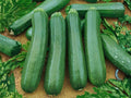 Dark Green Zucchini Seeds – Heirloom Summer Squash for Garden Containers, Bush Variety, Organic, Cucurbita pepo