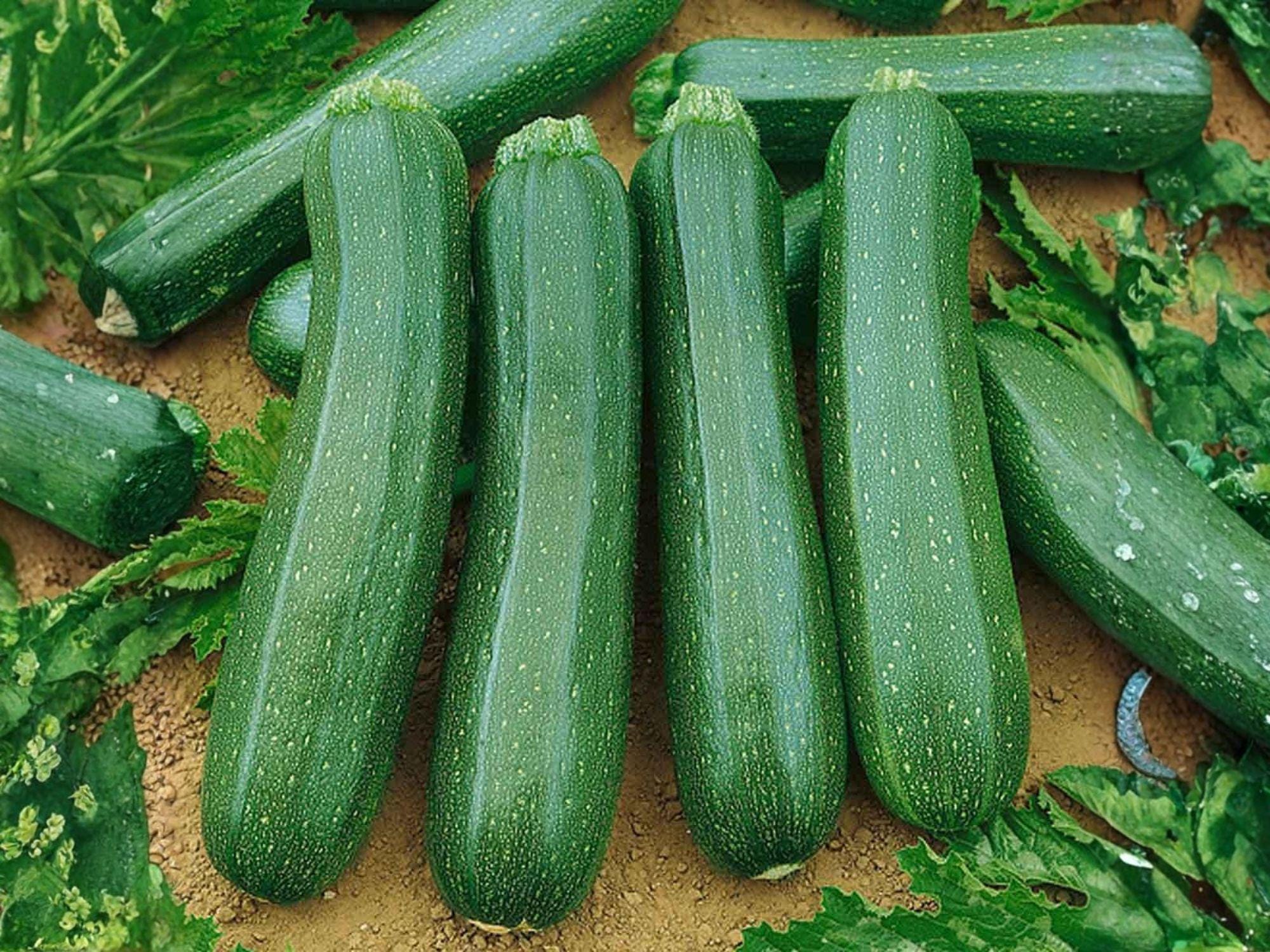 Dark Green Zucchini Seeds – Heirloom Summer Squash for Garden Containers, Bush Variety, Organic, Cucurbita pepo