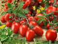 Heirloom Roma Tomato Seeds – Meaty Paste for Sauce & Canning, Determinate Variety, Organic, 30 Seeds