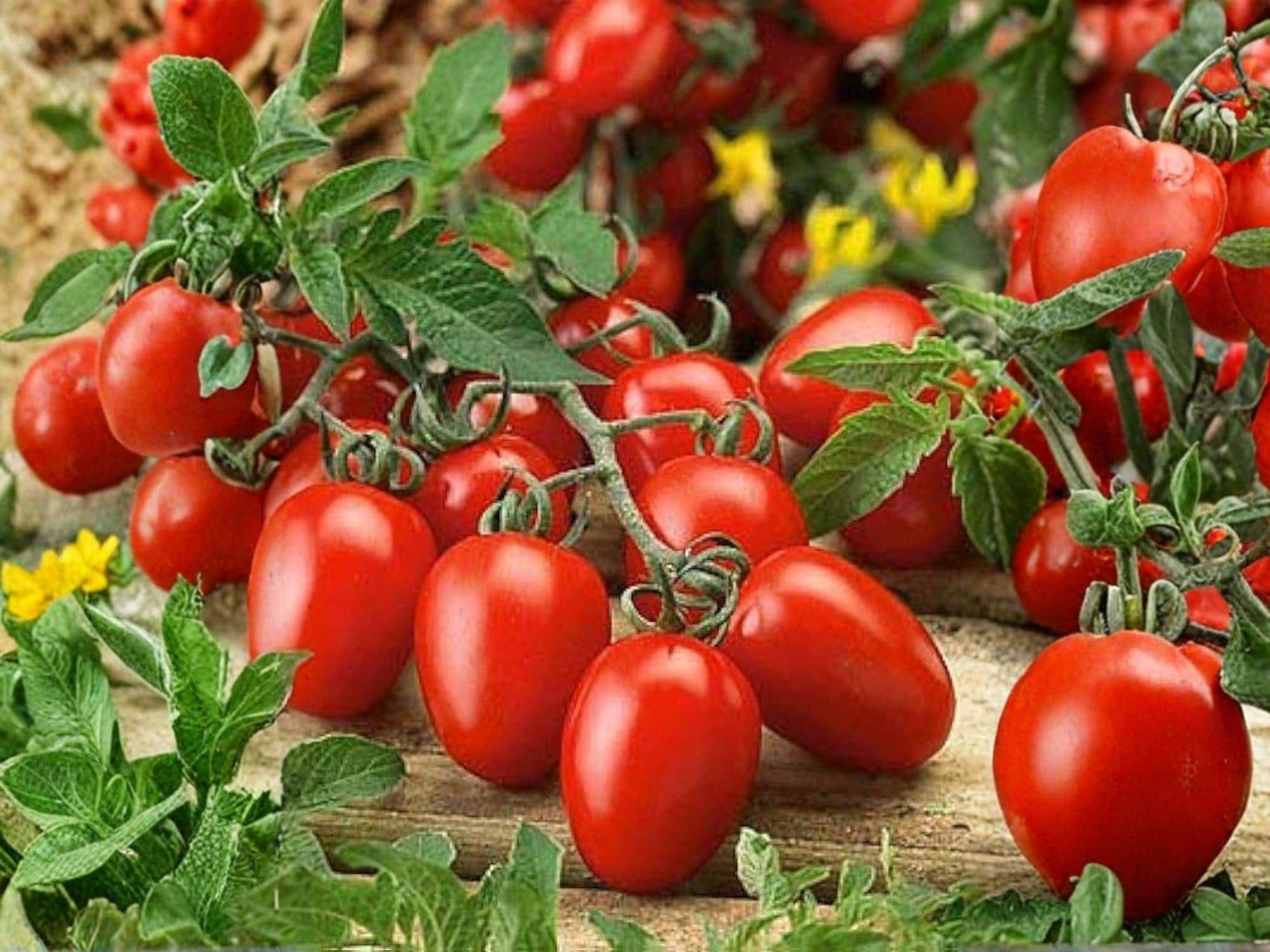 Heirloom Roma Tomato Seeds – Meaty Paste for Sauce & Canning, Determinate Variety, Organic, 30 Seeds