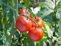 Floradel Tomato Seeds – Heirloom Heat-Tolerant Red Vegetable Seeds – Solanum lycopersicum