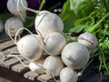 Seven Top Turnip Seeds – Heirloom Southern Greens for Fall/Winter Garden – Leafy Turnip Greens, Cool-Season, Non-Root, Brassica rapa