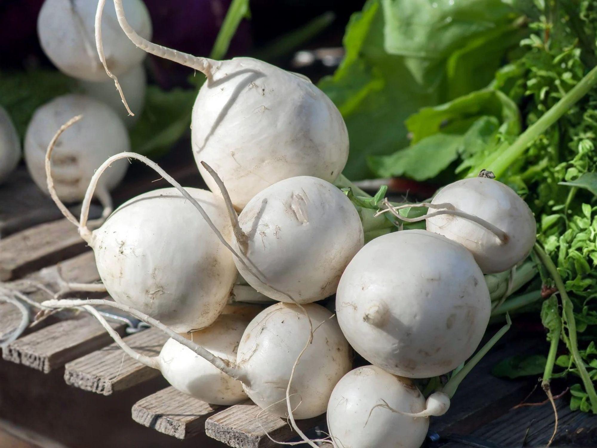 Seven Top Turnip Seeds – Heirloom Southern Greens for Fall/Winter Garden – Leafy Turnip Greens, Cool-Season, Non-Root, Brassica rapa