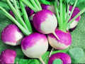 Purple Top White Globe Turnip Seeds – Heirloom Fall Garden Root Vegetable, 500 Seeds for Cool-Season Gardening