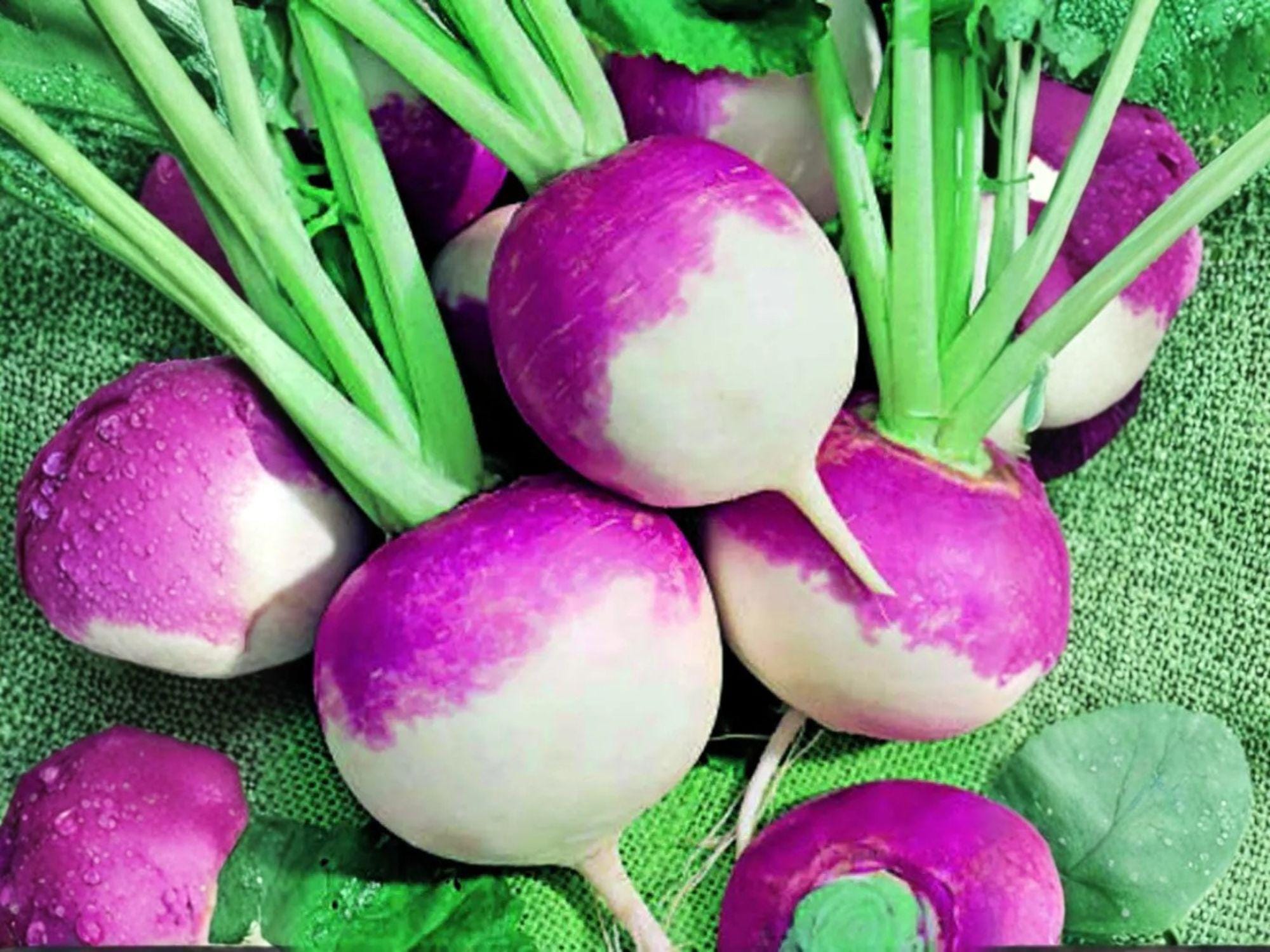 Purple Top White Globe Turnip Seeds – Heirloom Fall Garden Root Vegetable, 500 Seeds for Cool-Season Gardening