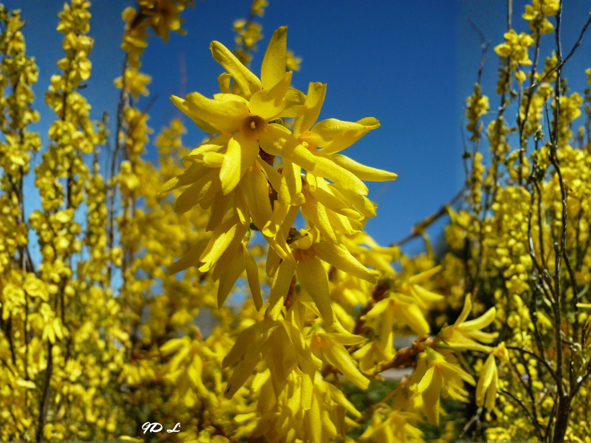 Forsythia Suspensa Seeds – Golden Bell Weeping Forsythia Shrub – Spring Flowering Ornamental Plant