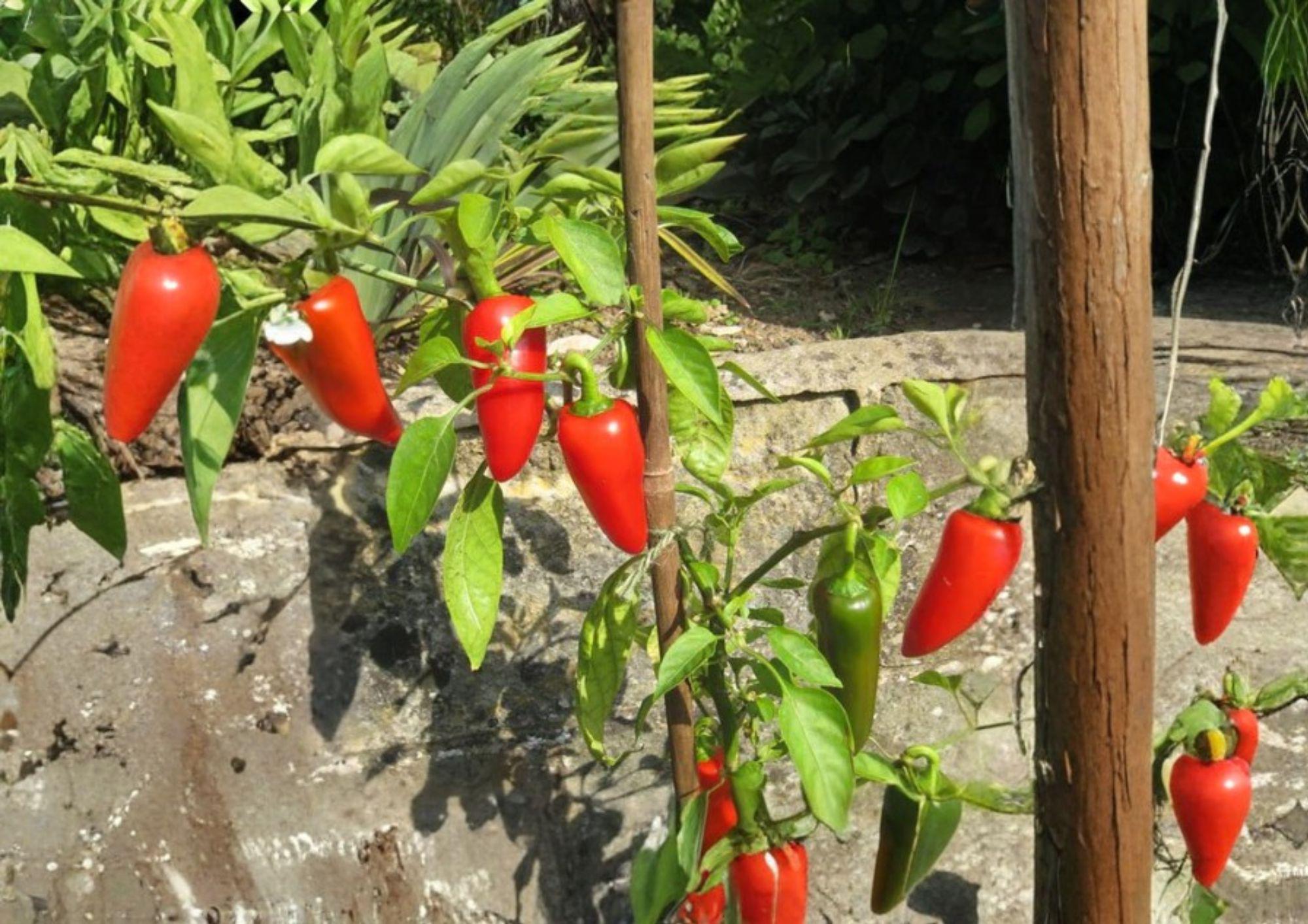 Fresno Chile Hot Pepper Seeds – Heirloom, Medium Heat, Fruity Flavor, Garden Growing, Conical Red Peppers, Solanum lycopersicum