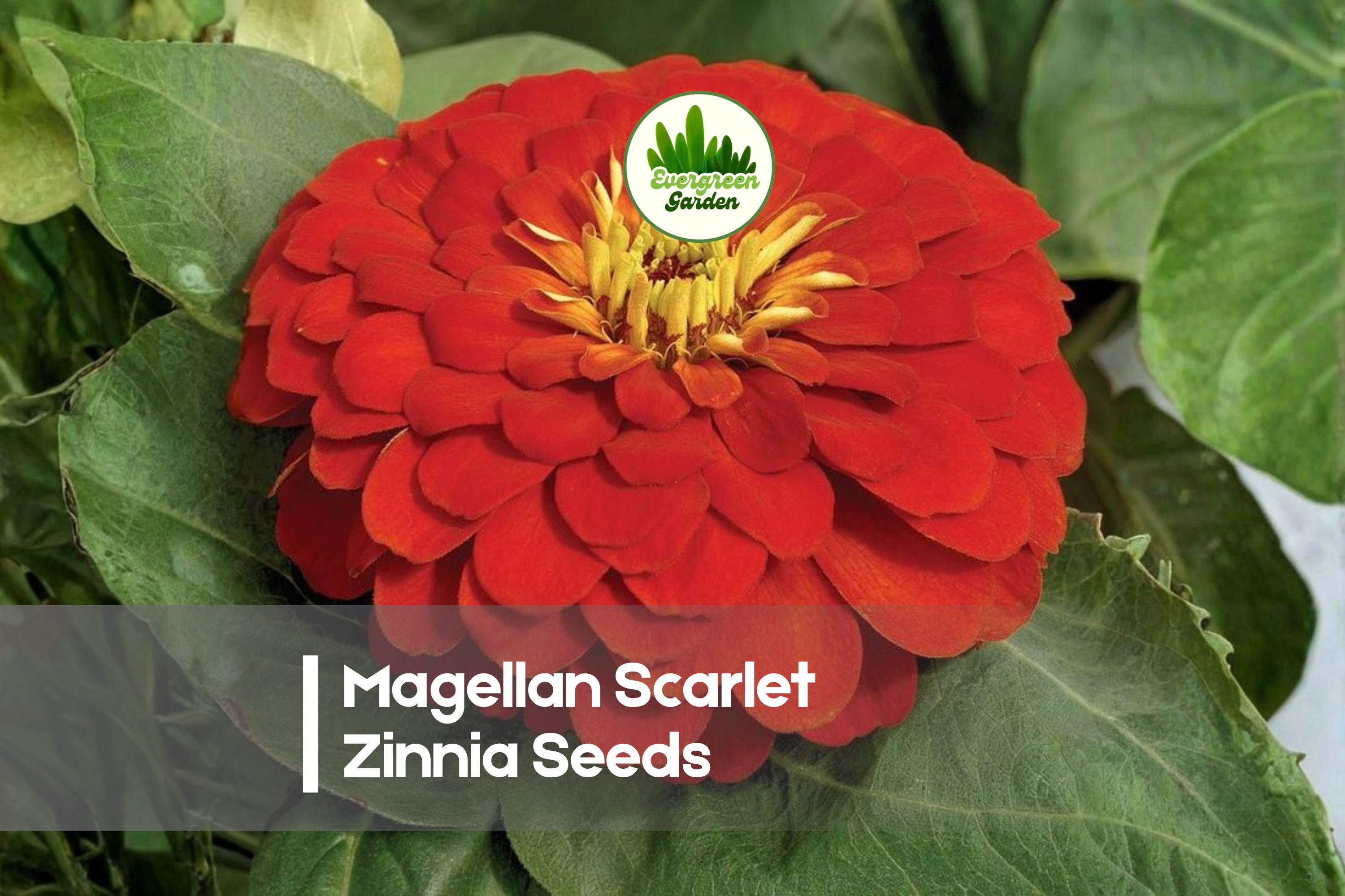 Magellan Scarlet Zinnia Seeds – 100+ Fully Double Scarlet Red Flowering Annual for Borders, Containers, Pollinator Gardens