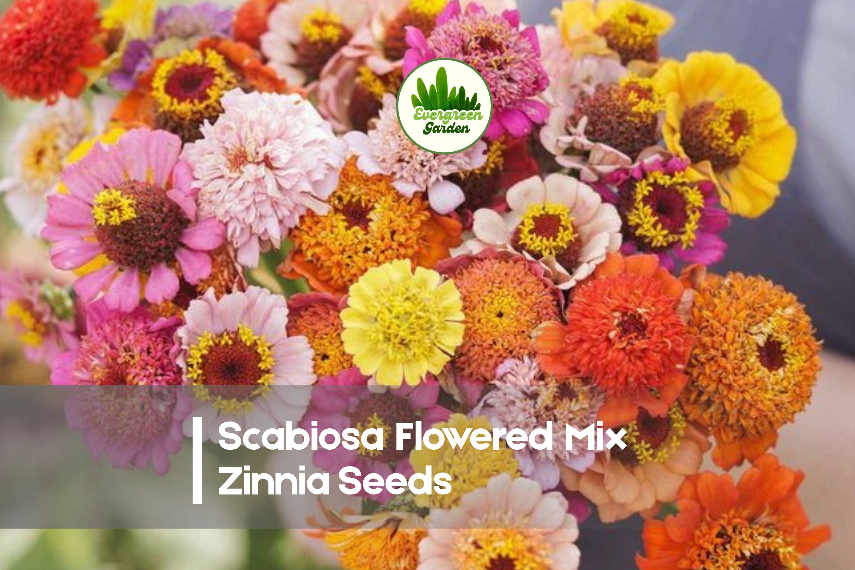 100+ Scabiosa Flowered Mix Zinnia Seeds - Vibrant Pincushion Blooms, Mixed Colors, Zinnia elegans, Flowering Annual for Garden & Cut Flowers