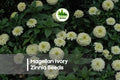 100+ Magellan Ivory Zinnia Seeds - Compact, Fully Double Cream Flowers, Zinnia elegans, Flowering Annual for Borders & Containers