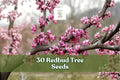 30 Redbud Tree Seeds for Planting | Cercis spp. Flowering Ornamental Tree with Pink to Purple Blooms