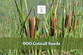 600 Cattail Seeds for Wetland Planting, Typha spp. for Ponds & Water Gardens, Ornamental Grass-Like Plant