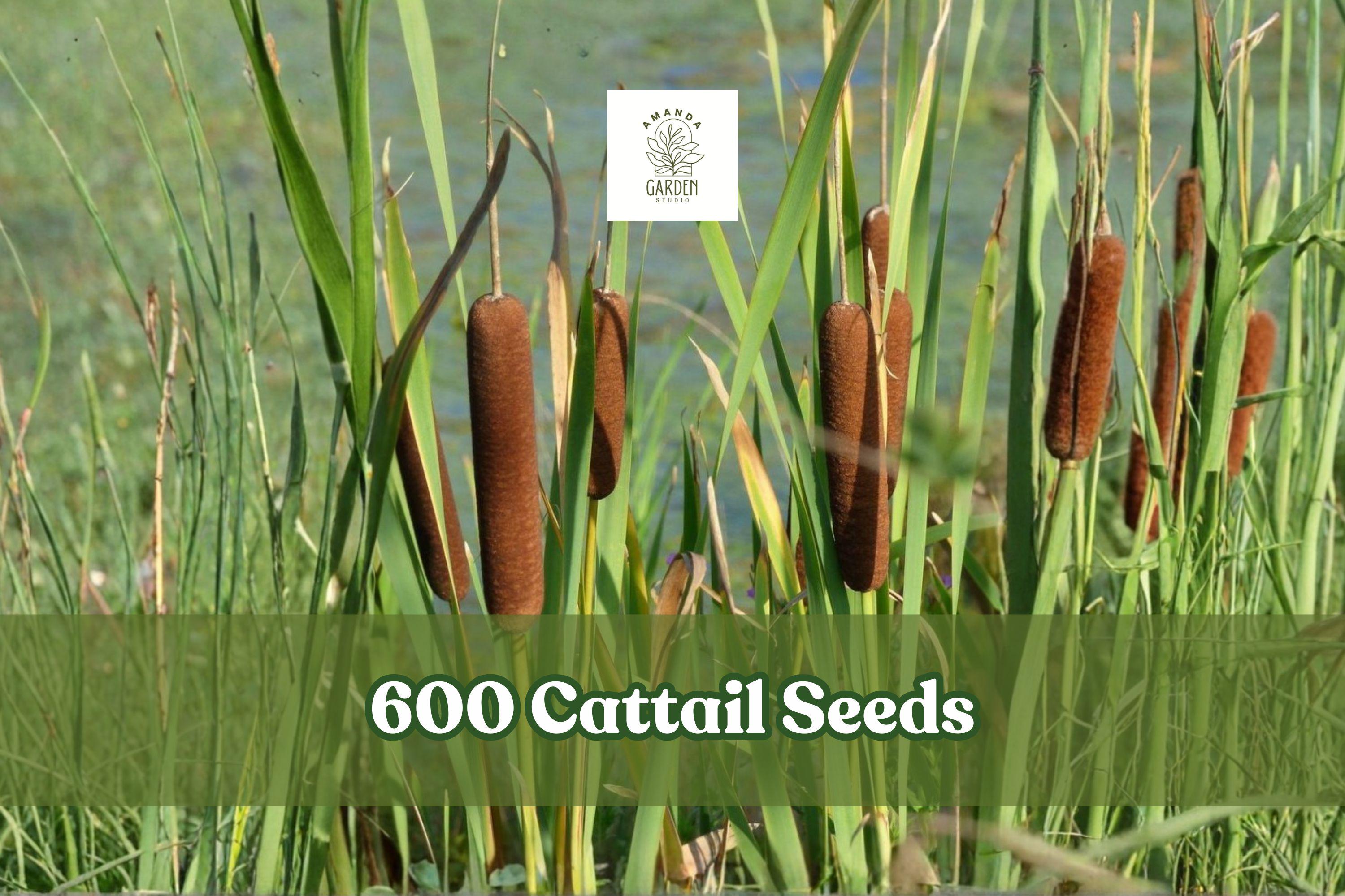 600 Cattail Seeds for Wetland Planting, Typha spp. for Ponds & Water Gardens, Ornamental Grass-Like Plant
