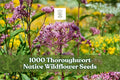 Thoroughwort Wildflower Seeds 1,000 Pack – Eupatorium perfoliatum Native Perennial for Pollinator Gardens
