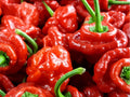 Red Scotch Bonnet Pepper Seeds – 25 Count, Caribbean Hot Chili, Capsicum chinense, Spicy Lantern-Shaped Fruits