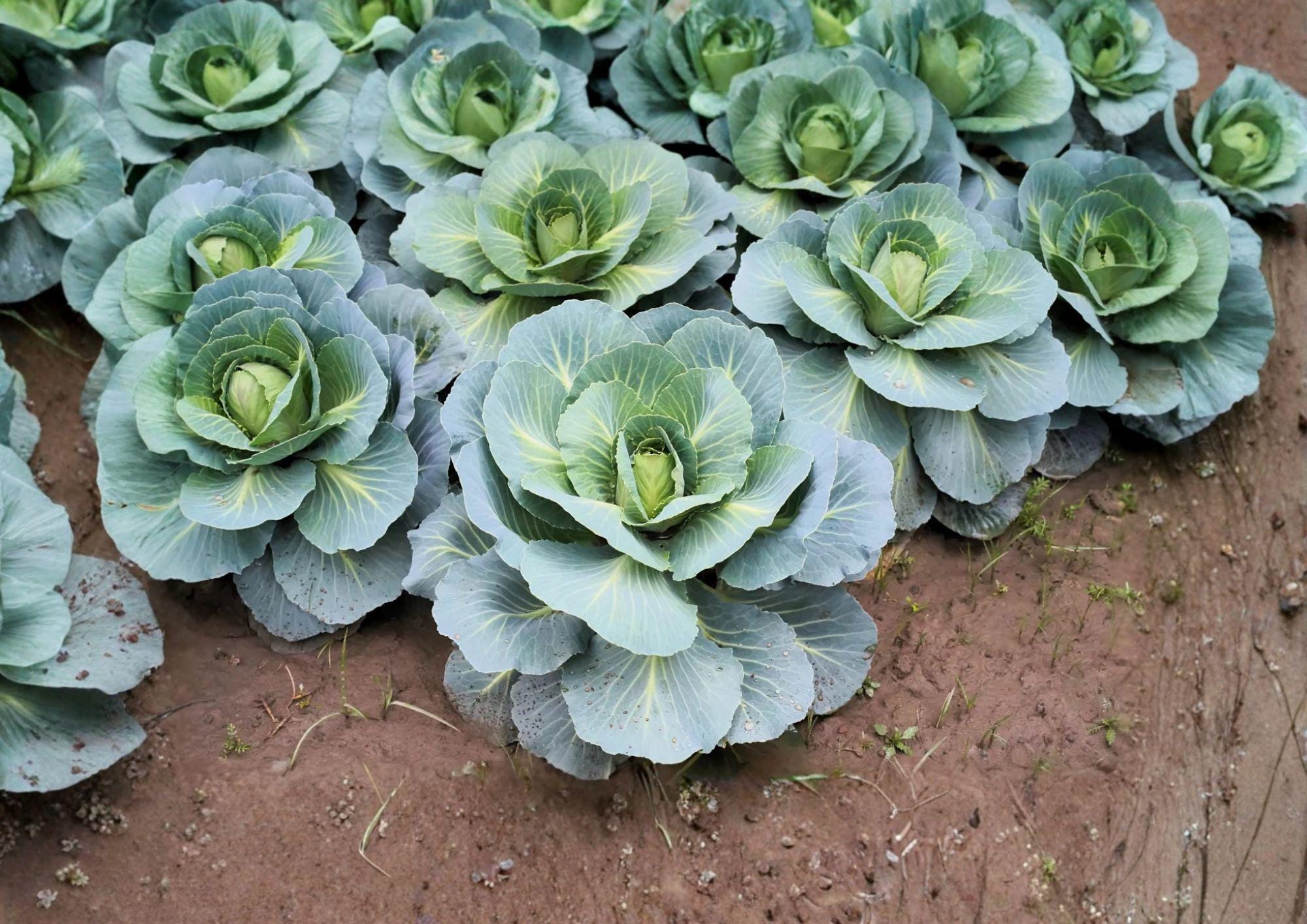 Danish Ballhead Cabbage Seeds – Heirloom Vegetable Seeds for Cool Season Gardening, Large Green Heads, 500 Pack