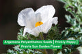 Argemone Polyanthemos Seeds | Prickly Poppy Wildflower | Native North American Prairie Flower for Drought Tolerance