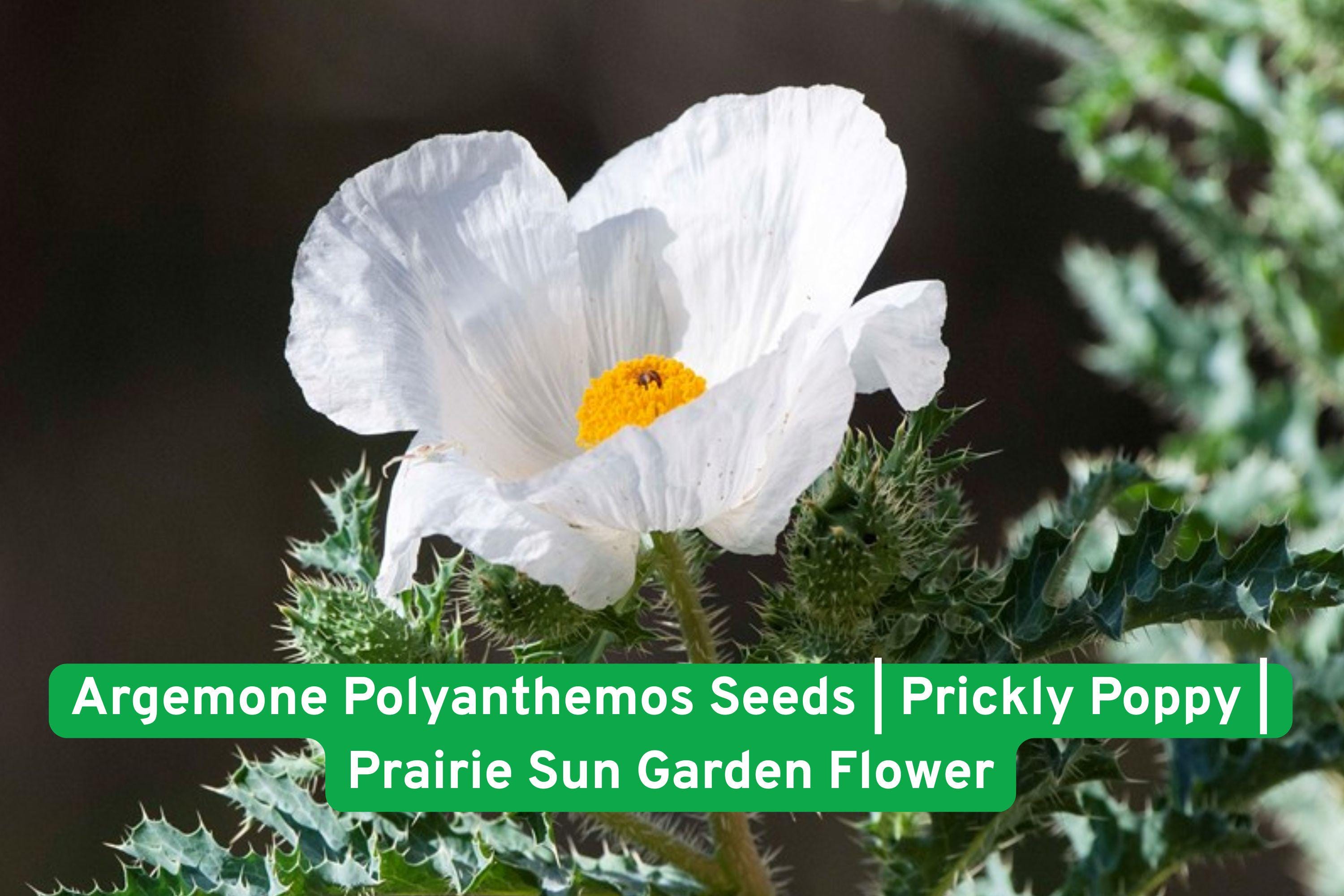 Argemone Polyanthemos Seeds | Prickly Poppy Wildflower | Native North American Prairie Flower for Drought Tolerance