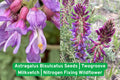 Astragalus Bisulcatus Seeds | Twogroove Milkvetch | Native North American Wildflower for Pollinator Gardens and Soil Improvement