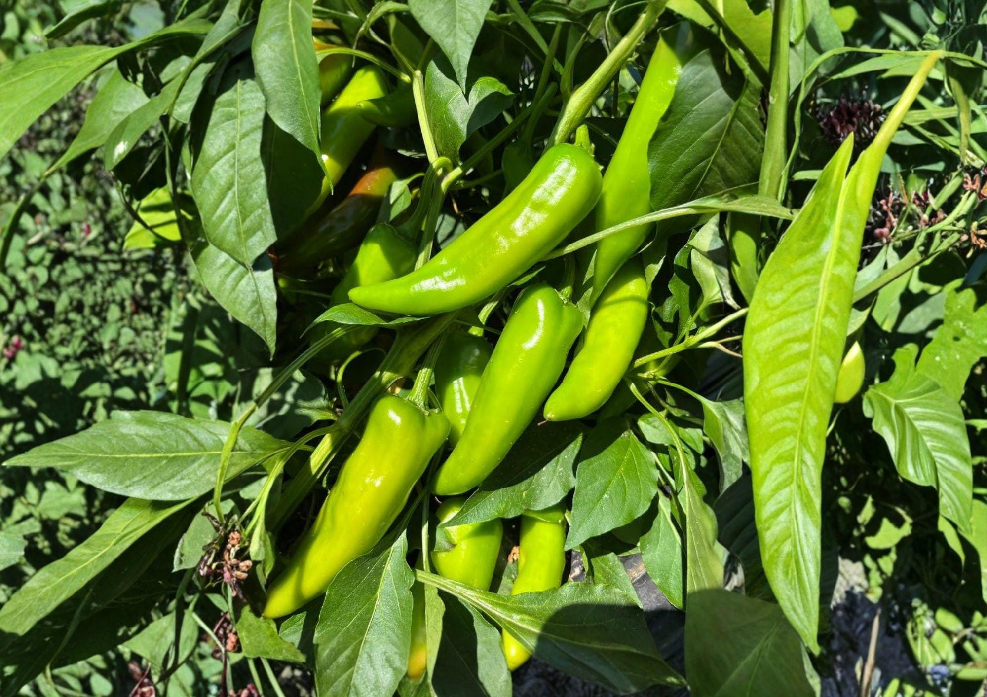 Hatch Rattlesnake Pepper Seeds – Heirloom New Mexico Chili, Spicy Hot Peppers, Garden Growing, 25 Seeds