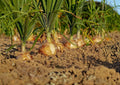 Walla Walla Sweet Onion Seeds – Heirloom, Large Yellow Bulbs for Mild, Sweet Flavor – 50 Seeds for Garden Growth