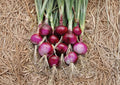 Southport Red Globe Onion Seeds – Heirloom Long-Day Variety for Storage Bulbs, 50 Premium Vegetable Seeds