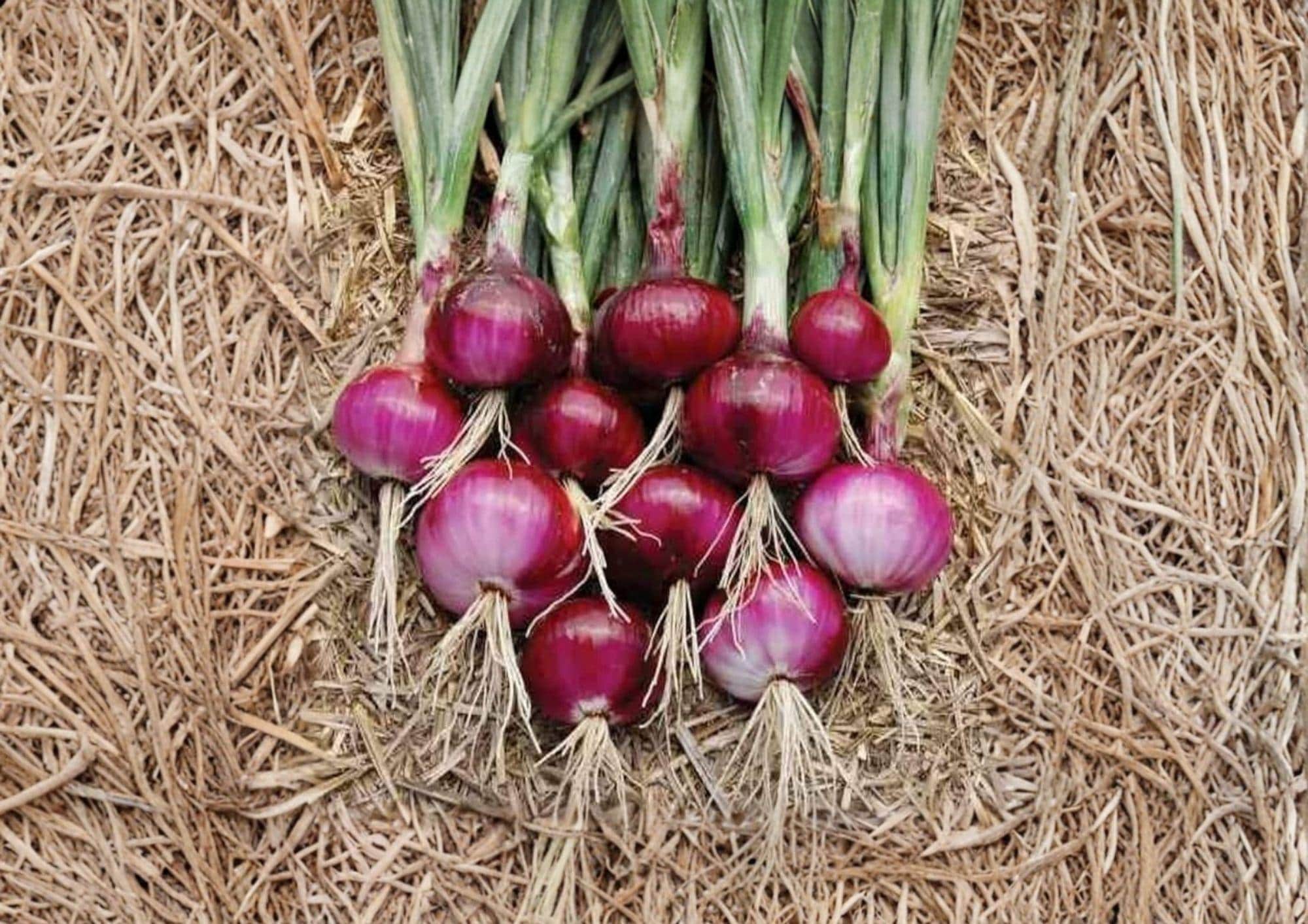 Southport Red Globe Onion Seeds – Heirloom Long-Day Variety for Storage Bulbs, 50 Premium Vegetable Seeds