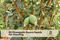 30 Pineapple Guava Seeds for Planting | Acca sellowiana | Ornamental Evergreen Tree & Fruit